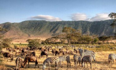 tanzania national park safari