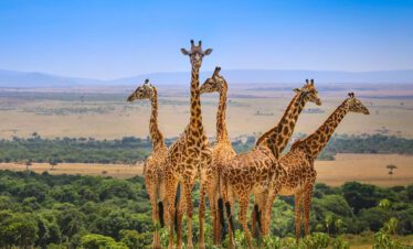 national parks in tanzania giraffe safari