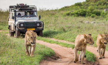 wildlife safari adventure in tanzania national parks