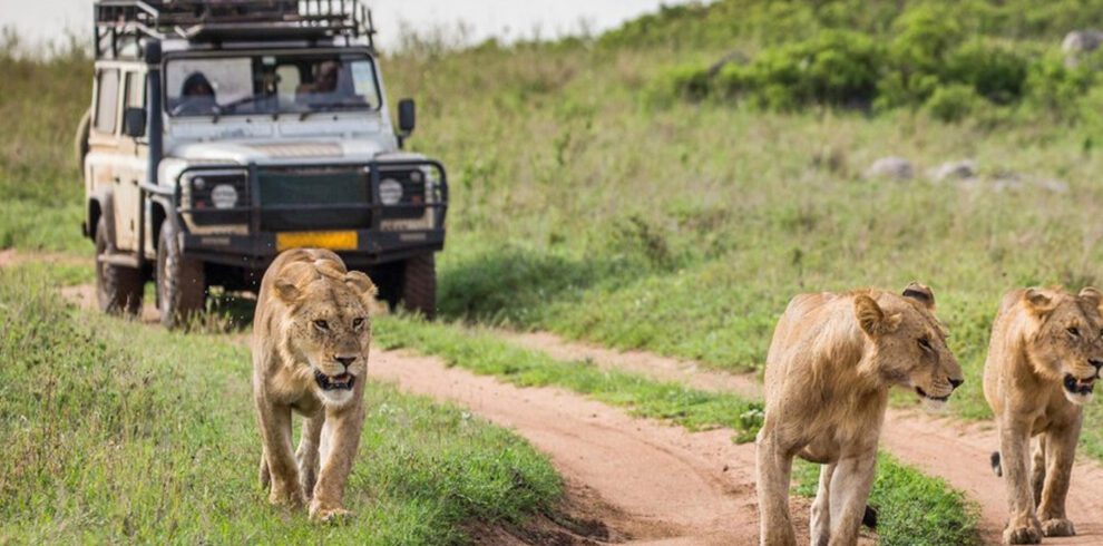 wildlife safari adventure in tanzania national parks