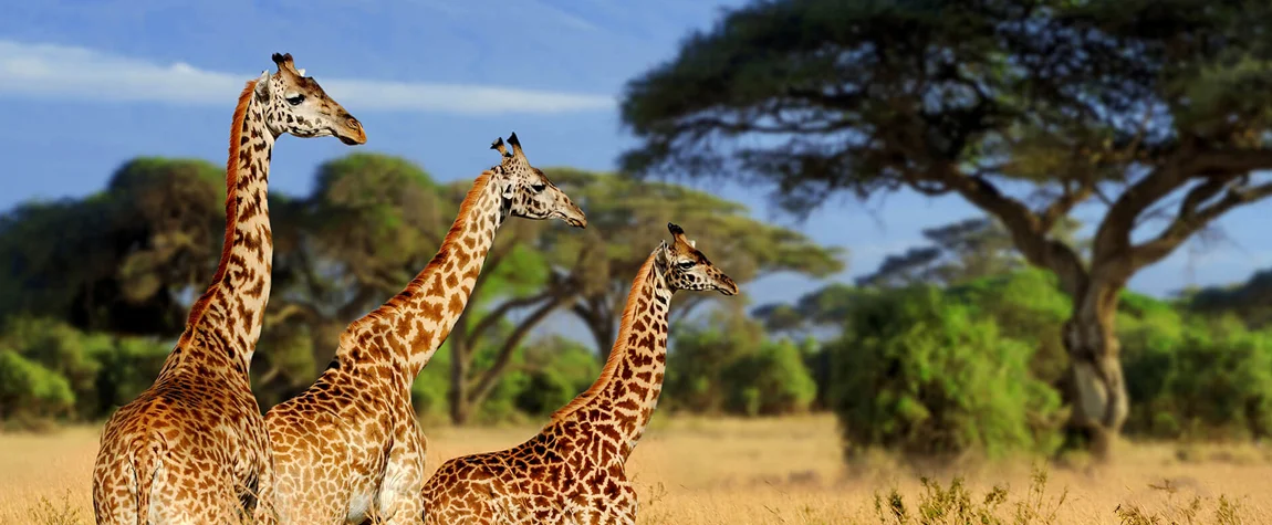 wild giraffes in tanzania national parks